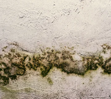 How to Prevent Mould Growth After Water Damage