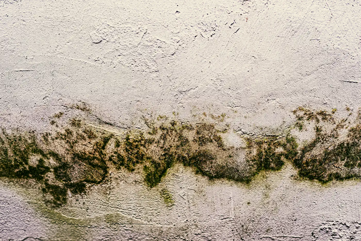 How to Prevent Mould Growth After Water Damage
